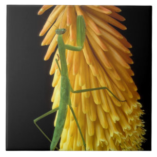 Michigan, Rochester Hills. Mantis auf Rot beten Fliese