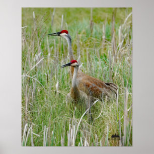 Michigan Sandhill Cranes Poster
