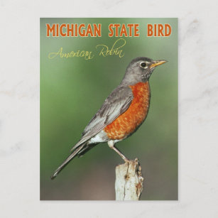 Michigan Staat Bird - American Robin Postkarte