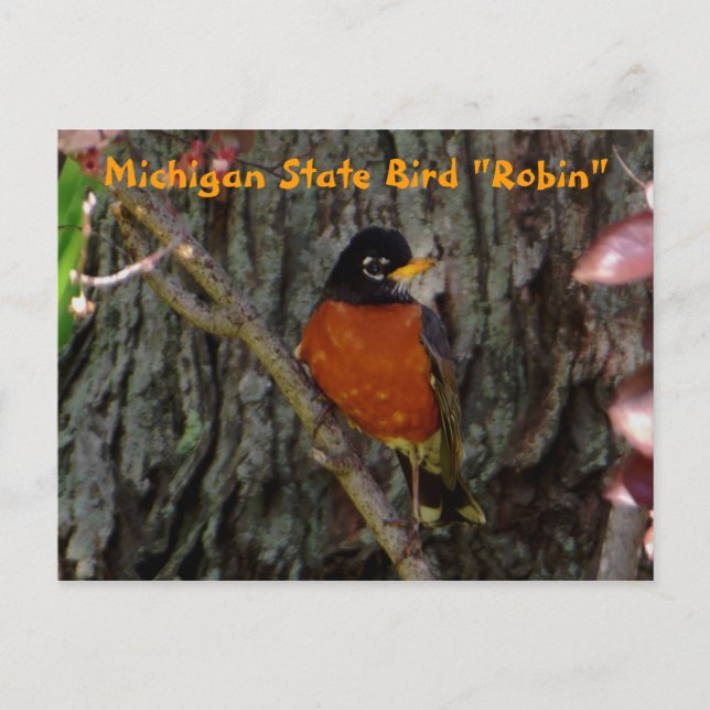 Michigan Staat Bird Robin Postkarte (Vorderseite)