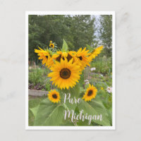 Michigan Summer Sunflower Postcard