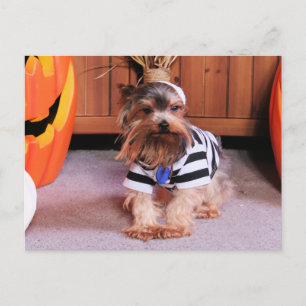 Mickey - Yorkshire Terrier - Shannon Postkarte