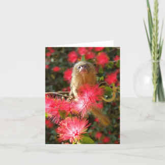 Mico im "wilden" Notecards Karte