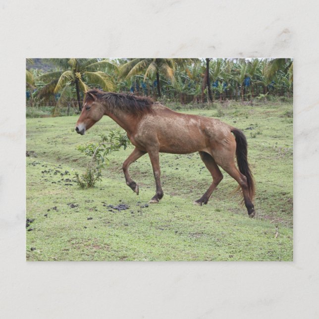 Micoud2 Postkarte (Vorderseite)