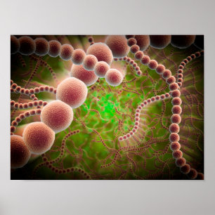 Microscopic View Of Streptococcus Pneumoniae Poster