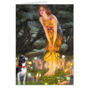 MidEve - Boston Terrier #2