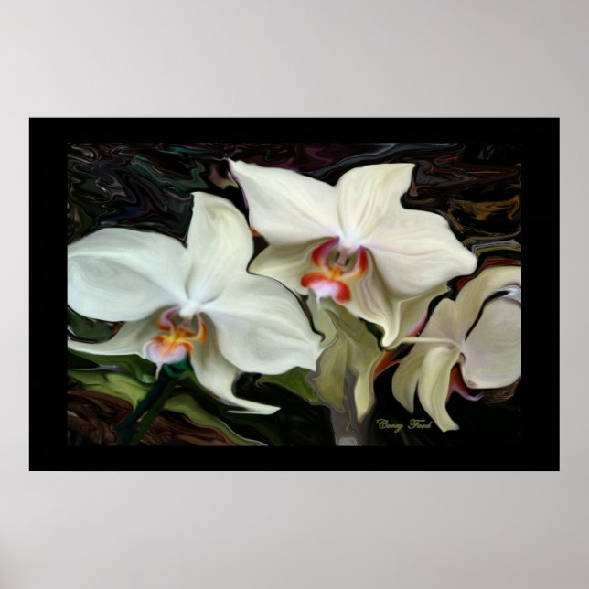 MIDNIGHT MAGIC ORCHID DRUCK POSTER (Vorne)