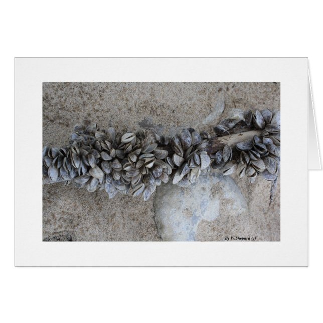 Miesmuscheln              durch W.Shepard (c)      (Vorderseite (Horizontal))