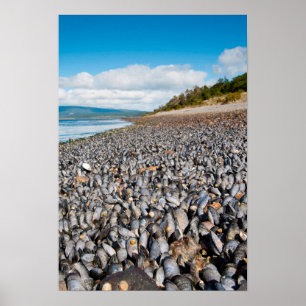 Miesmuscheln entlang der Küstenlinie in Patagonien Poster