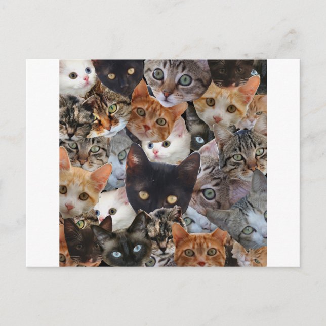 Miezekatze-Collage Postkarte (Vorderseite)