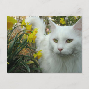Miezekatze-Katze Postkarte