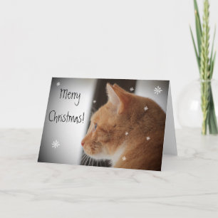 Miezekatze-Katzen-frohe Weihnachten