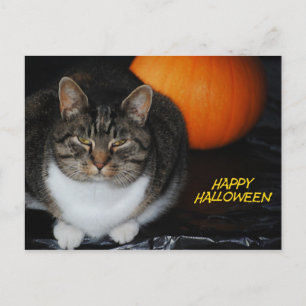 Miezekatze-Katzen-und Kürbis-glückliche Postkarte