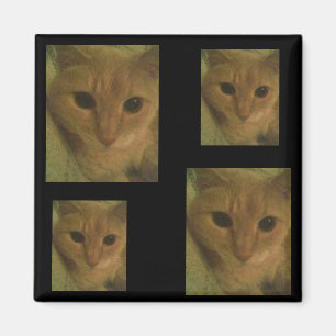 Miezekatze-Magnet Magnet