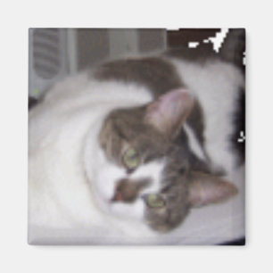 Miezekatze-Papierbeschwerer-Magnet Magnet