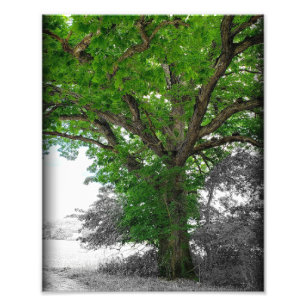Might Tree Fotodruck