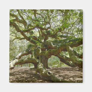 Mighty Angel Oak Magnet