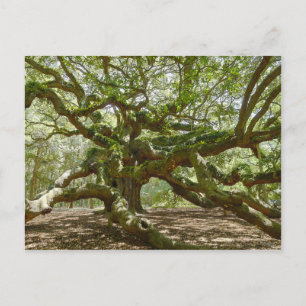 Mighty Angel Oak Postkarte