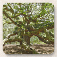 Mighty Angel Oak