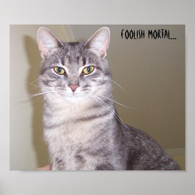 Mighty Feline, töricht... Poster (Vorne)