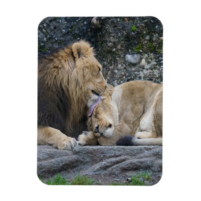 Mighty Lion Liebe Magnet (Vertikal)