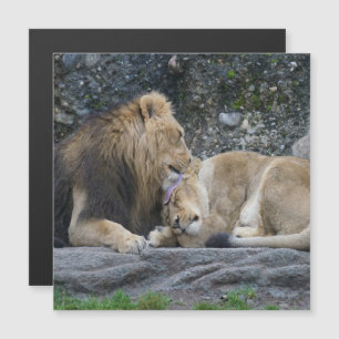 Mighty Lion Liebe Magnetkarte