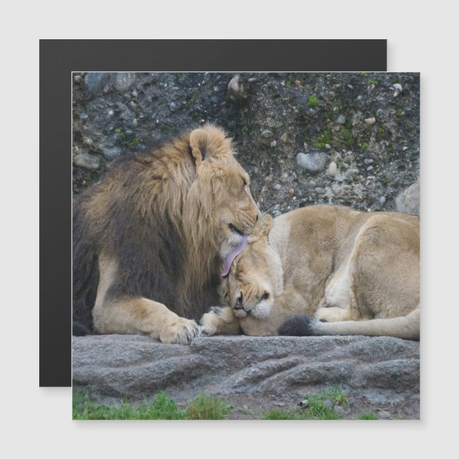 Mighty Lion Liebe Magnetkarte (Vorne/Hinten)