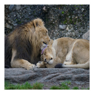 Mighty Lion Liebe Poster