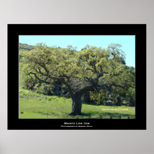 "Mighty Live Oak" Poster