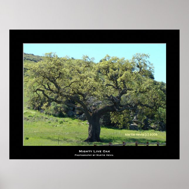 "Mighty Live Oak" Poster (Vorne)