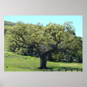 Mighty Live Oak Poster