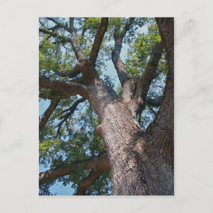 Mighty Oak Postkarte