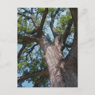 Mighty Oak Postkarte
