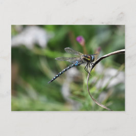 Migrant Hawker Dragonfly Postkarte