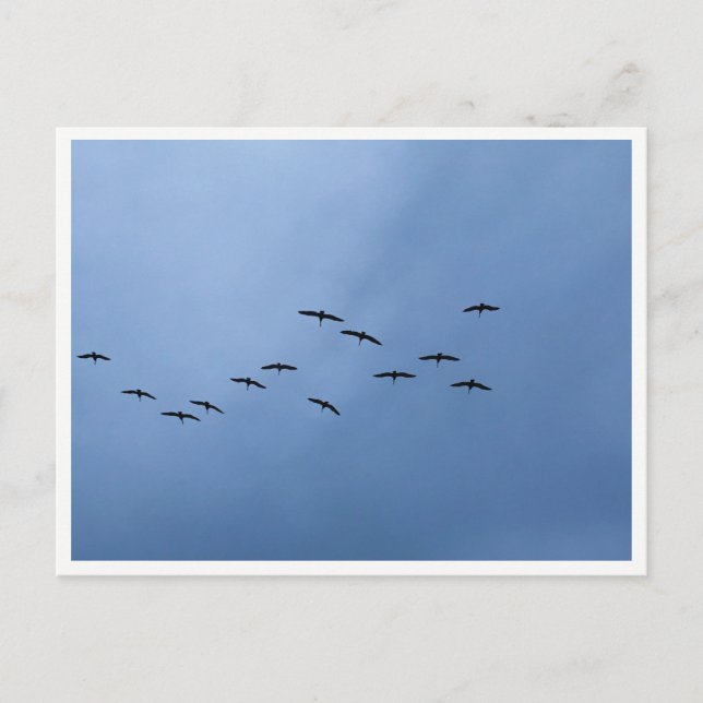 Migrating Geese in V-Formation Postkarte (Vorderseite)