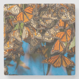 Migrating monarch butterflies cling to leaves steinuntersetzer
