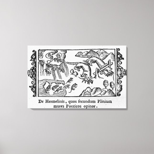 Migration von Lemmingen Leinwanddruck (Vorderseite)