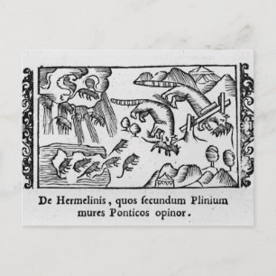 Migration von Lemmingen Postkarte