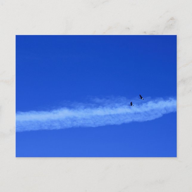 Migrationspartei von Gänsen Postkarte (Vorderseite)