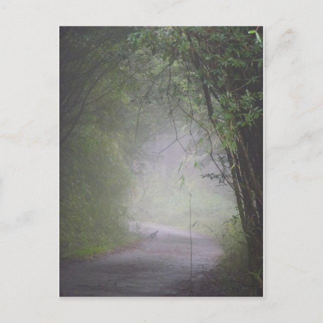 Mikado-Postkarte Postkarte (Vorderseite)