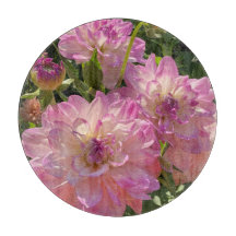 Mikayla Miranda Dahlia, wunderschöne Lila Blume