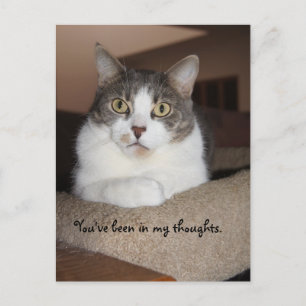 Mikey sieht aus postkarte