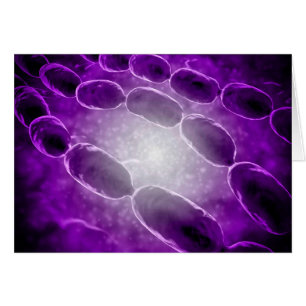 Mikroskopische Ansicht bakterieller Pneumonie 2