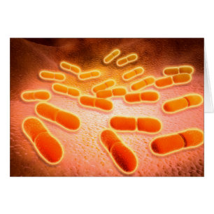 Mikroskopische Ansicht der Listeria Monocytogenes