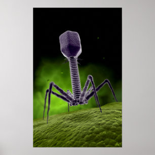 Mikroskopische Ansicht des Bakteriophages Poster