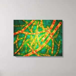 Mikroskopische Ansicht von Anthrax 2 Leinwanddruck