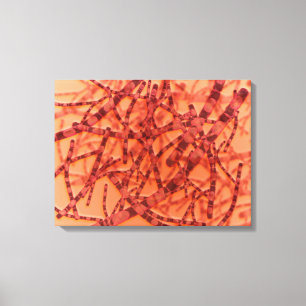 Mikroskopische Ansicht von Anthrax 3 Leinwanddruck