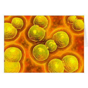 Mikroskopische Ansicht von Chlamydia