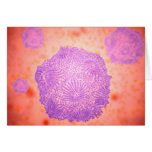 Mikroskopische Ansicht von Hunde- Parvovirus 2