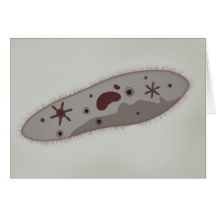 Mikroskopische Ansicht von Paramecium 3